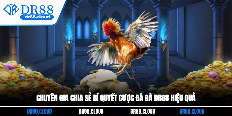 Chuyên gia chia sẻ bí quyết cược Đá gà DR88 hiệu quả